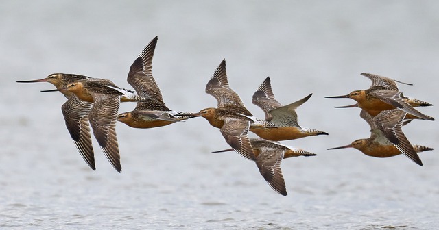 Loài chim bay liền 11 ngày không ăn uống, vượt 13.560 km và sống sót nhờ ăn nội tạng của chính mình - Ảnh 4.