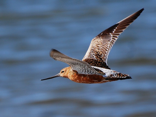 Loài chim bay liền 11 ngày không ăn uống, vượt 13.560 km và sống sót nhờ ăn nội tạng của chính mình - Ảnh 1.