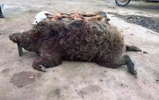 Lợn rừng nặng hơn 180kg từng hạ 33 con chó săn trong một năm: Liệu chúng có thực sự nguy hiểm hơn hổ? - Ảnh 3.