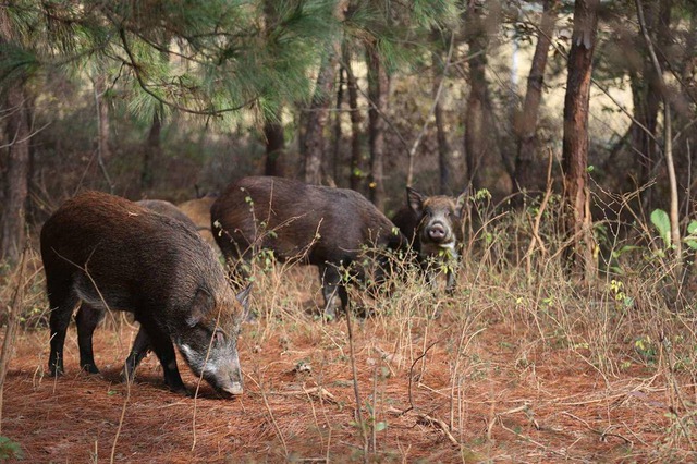 Lợn rừng nặng hơn 180kg từng hạ 33 con chó săn trong một năm: Liệu chúng có thực sự nguy hiểm hơn hổ? - Ảnh 1.