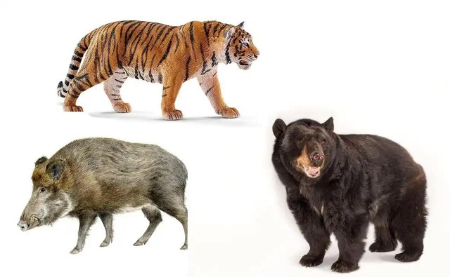 Lợn rừng nặng hơn 180kg từng hạ 33 con chó săn trong một năm: Liệu chúng có thực sự nguy hiểm hơn hổ? - Ảnh 4.