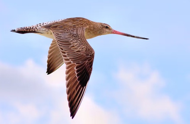 Loài chim bay liền 11 ngày không ăn uống, vượt 13.560 km và sống sót nhờ ăn nội tạng của chính mình - Ảnh 2.