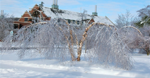 Tại sao cây bạch dương gần như không thể chết vì đóng băng? - Ảnh 2.