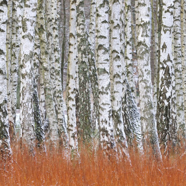 Tại sao cây bạch dương gần như không thể chết vì đóng băng? - Ảnh 1.