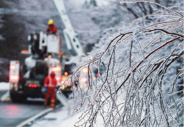 Tại sao cây bạch dương gần như không thể chết vì đóng băng? - Ảnh 3.