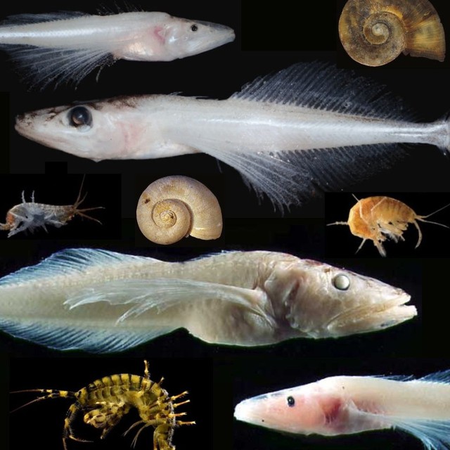 Hồ Baikal: Bí mật của vùng hồ được mệnh danh là nhà tù của sự sống, nơi 80 phần trăm sinh vật là loài đặc hữu - Ảnh 3.