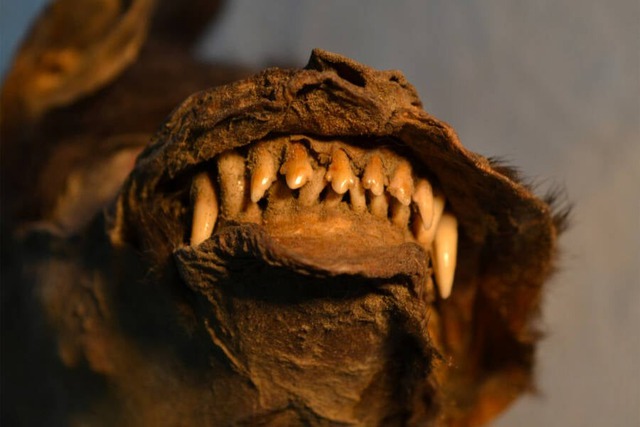 Phát hiện chấn động: Mẫu vật tê giác lông mượt cuối cùng được tìm thấy trong bụng chó con Kỷ Băng hà - Ảnh 1.