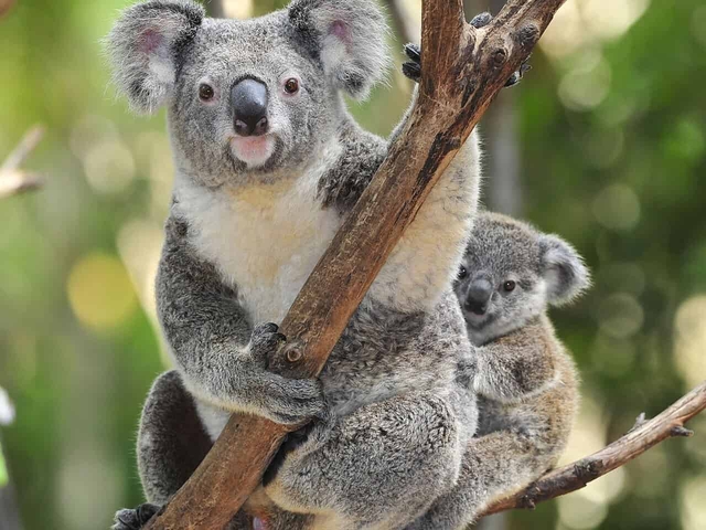 Hóa ra gấu túi Koala là em họ của quái thú tàn bạo nhất lịch sử nước Úc - Ảnh 1.