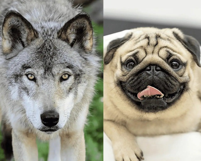 Sự thật ngỡ ngàng: Đến Chihuahua cũng mang dòng máu "sói" trong mình - Ảnh 3.