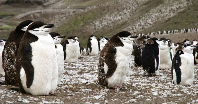 Có 120 triệu con chim cánh cụt ở Nam Cực, thải ra hơn 5.000 tấn phân mỗi ngày, vậy tại sao lục địa băng giá vẫn sạch sẽ đến kỳ lạ? - Ảnh 4.