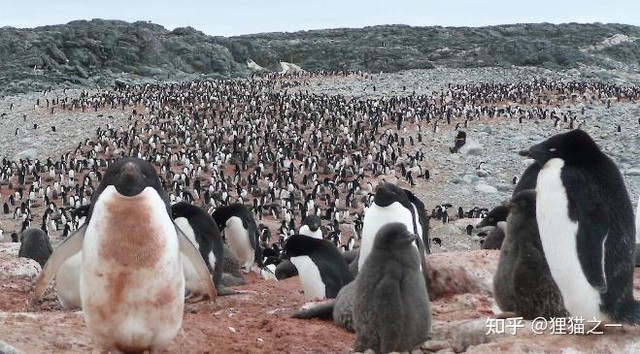 Có 120 triệu con chim cánh cụt ở Nam Cực, thải ra hơn 5.000 tấn phân mỗi ngày, vậy tại sao lục địa băng giá vẫn sạch sẽ đến kỳ lạ? - Ảnh 2.