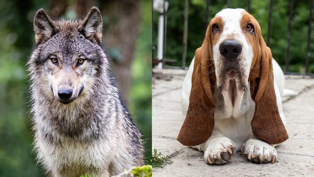 Vì sao động vật hoang dã không có đôi tai cụp? Bí ẩn giải mã từ thí nghiệm thuần hóa cáo bạc nổi tiếng - Ảnh 1.