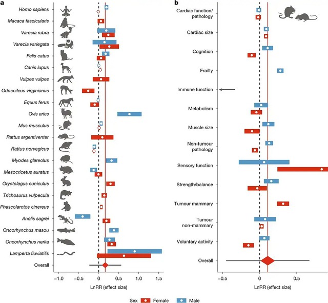 Các nhà khoa học phát hiện ra rằng động vật bị thiến có thể sống lâu hơn tới 20% và điều tương tự cũng có thể đúng với con người - Ảnh 2.