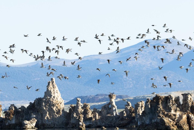 Vì sao hồ Mono có độ mặn gấp ba lần nước biển, được coi là 'vùng tử địa' nhưng lại có thể nuôi sống hai triệu con chim mỗi năm? - Ảnh 5.