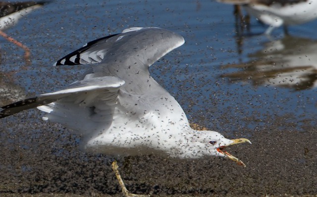 Vì sao hồ Mono có độ mặn gấp ba lần nước biển, được coi là 'vùng tử địa' nhưng lại có thể nuôi sống hai triệu con chim mỗi năm? - Ảnh 4.