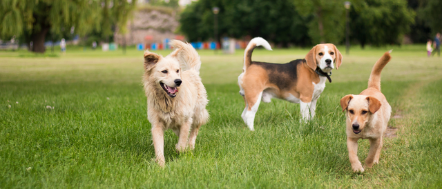 Các nhà khoa học tin rằng nếu con người biến mất, tất cả các loài chó trên hành tinh sẽ đồng dạng chỉ sau 5 năm - Ảnh 2.