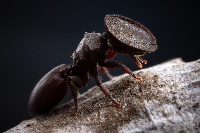 Sự thật rùng mình về loài kiến lấy chính đầu mình làm lá chắn bảo vệ cả đàn - Ảnh 2.