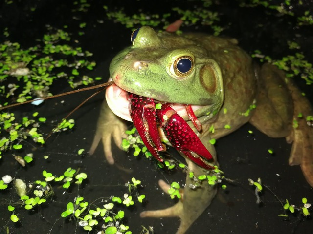 Cơn sốt 300.000 tấn ếch trâu tại Trung Quốc và ba loại "chi phí ngầm" đang khiến giới chuyên gia đau đầu - Ảnh 2.