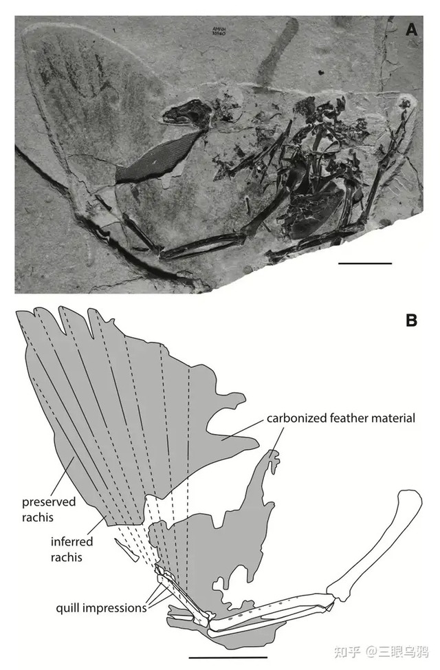 Đà điểu mất khả năng bay hay tổ tiên của chúng chưa từng biết bay? - Ảnh 1.