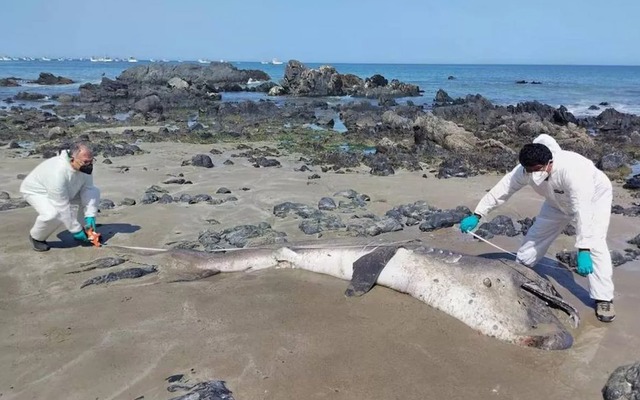 Hai con cá mập miệng rộng khổng lồ, loài chỉ được nhìn thấy chưa đến 300 lần trong lịch sử, liên tiếp mắc cạn tại Peru khiến giới khoa học lo ngại! - Ảnh 4.