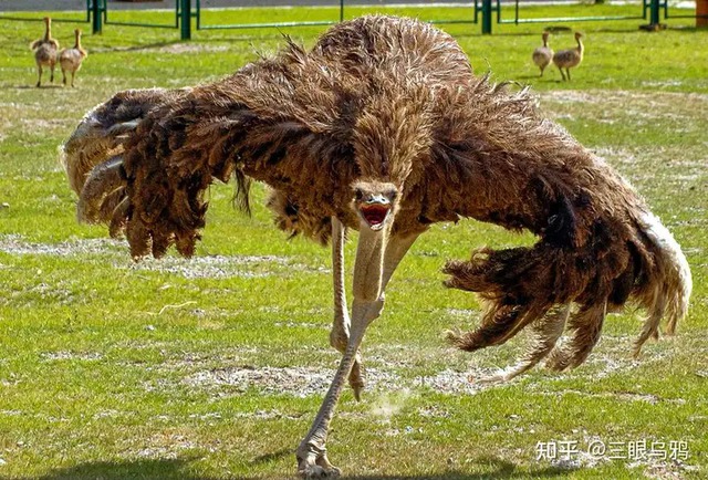 Đà điểu mất khả năng bay hay tổ tiên của chúng chưa từng biết bay? - Ảnh 3.