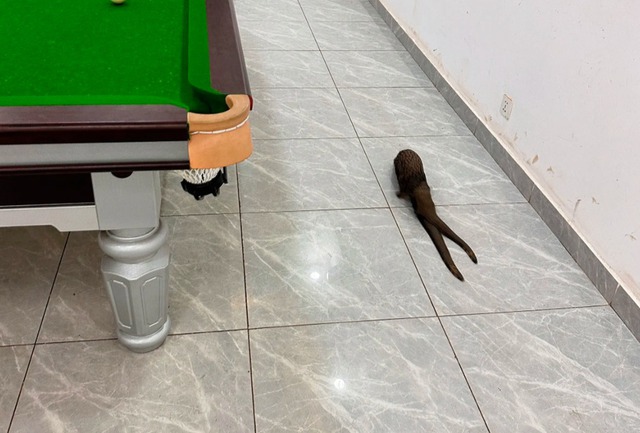 Sinh vật không đầu xuất hiện trong quán bi-a ở Congo khiến mạng xã hội Trung Quốc xôn xao - Ảnh 1.