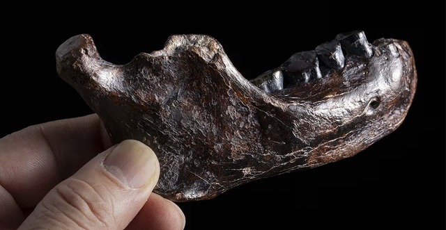 Bí ẩn 15 năm được giải mã chỉ sau một đêm? Cú đột phá từ cao răng giải mã bí ẩn 146.000 năm! - Ảnh 4.