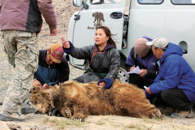 Hiếm hơn cả gấu tr&uacute;c: "B&oacute;ng ma sa mạc" chỉ c&ograve;n chưa đầy 50 c&aacute; thể v&agrave; b&ecirc;n bờ vực tuyệt chủng - Ảnh 3.