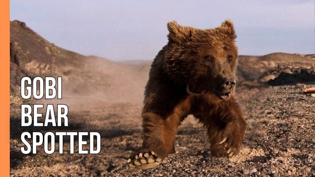 Hiếm hơn cả gấu tr&uacute;c: "B&oacute;ng ma sa mạc" chỉ c&ograve;n chưa đầy 50 c&aacute; thể v&agrave; b&ecirc;n bờ vực tuyệt chủng - Ảnh 1.