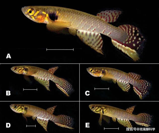 B&iacute; ẩn về lo&agrave;i c&aacute; đ&atilde; biến mất 21 năm nhưng lại được t&igrave;m thấy trong ao nước h&ocirc;i thối s&acirc;u 40cm, tất cả l&agrave; nhờ con người bỏ mặc? - Ảnh 3.