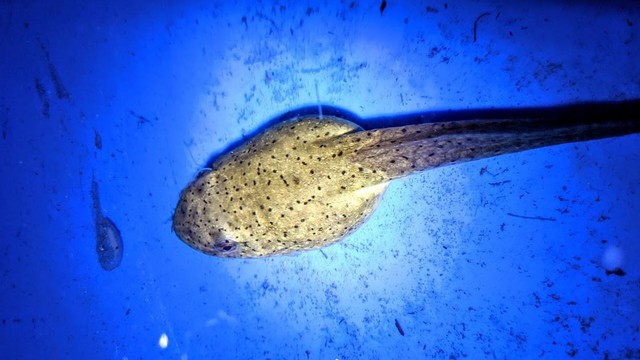 Nuôi nòng nọc 5 tháng vẫn không chịu "lột xác" thành ếch: Hiện tượng đột biến hay sai lầm ngớ ngẩn của người nuôi? - Ảnh 1.