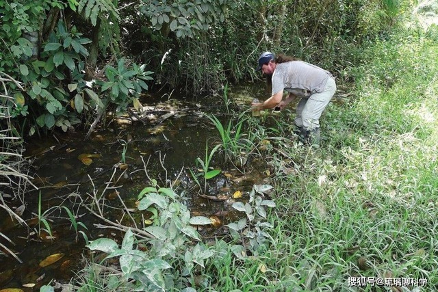 B&iacute; ẩn về lo&agrave;i c&aacute; đ&atilde; biến mất 21 năm nhưng lại được t&igrave;m thấy trong ao nước h&ocirc;i thối s&acirc;u 40cm, tất cả l&agrave; nhờ con người bỏ mặc? - Ảnh 1.