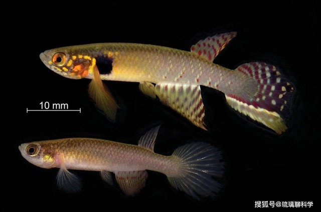 B&iacute; ẩn về lo&agrave;i c&aacute; đ&atilde; biến mất 21 năm nhưng lại được t&igrave;m thấy trong ao nước h&ocirc;i thối s&acirc;u 40cm, tất cả l&agrave; nhờ con người bỏ mặc? - Ảnh 2.