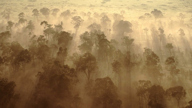 Rừng châu Phi chính thức đảo ngược: Từ lá phổi xanh thành nguồn phát thải carbon - Ảnh 3.