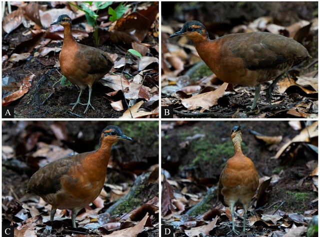 Phát hiện loài chim mới tại Amazon có tập tính "ngây thơ" giống hệt loài Dodo đã tuyệt chủng - Ảnh 2.