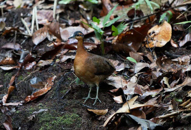 Phát hiện loài chim mới tại Amazon có tập tính "ngây thơ" giống hệt loài Dodo đã tuyệt chủng - Ảnh 1.