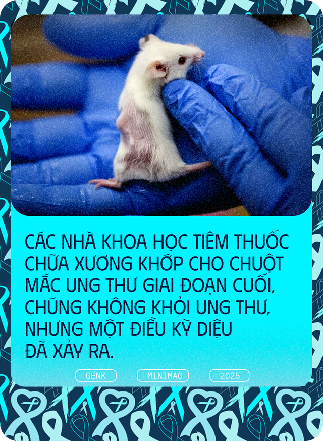 Các nhà khoa học tiêm thuốc chữa xương khớp cho chuột mắc ung thư giai đoạn cuối, chúng không khỏi ung thư, nhưng một điều kỳ diệu đã xảy ra- Ảnh 1. Các nhà khoa học tiêm thuốc chữa xương khớp cho chuột mắc ung thư giai đoạn cuối, chúng không khỏi ung thư, nhưng một điều kỳ diệu đã xảy ra- Ảnh 1.