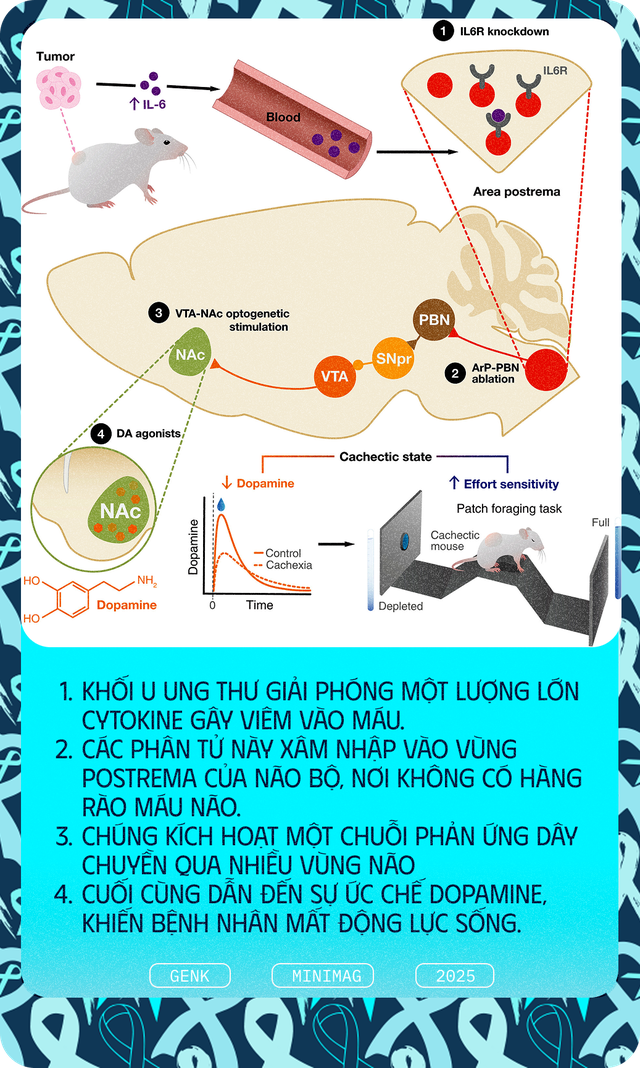 Các nhà khoa học tiêm thuốc chữa xương khớp cho chuột mắc ung thư giai đoạn cuối, chúng không khỏi ung thư, nhưng một điều kỳ diệu đã xảy ra- Ảnh 7. Các nhà khoa học tiêm thuốc chữa xương khớp cho chuột mắc ung thư giai đoạn cuối, chúng không khỏi ung thư, nhưng một điều kỳ diệu đã xảy ra- Ảnh 7.