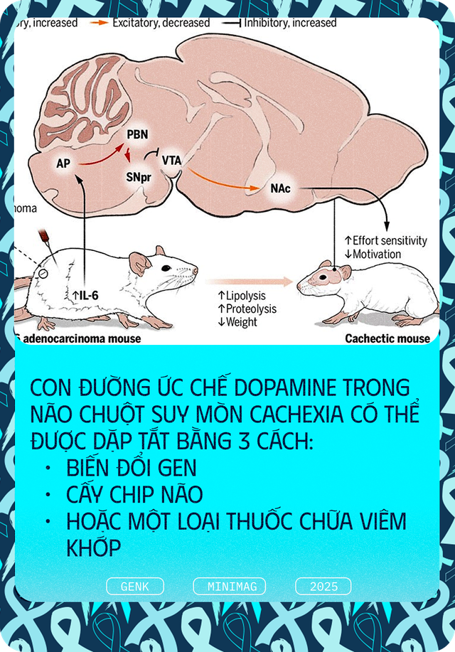 Các nhà khoa học tiêm thuốc chữa xương khớp cho chuột mắc ung thư giai đoạn cuối, chúng không khỏi ung thư, nhưng một điều kỳ diệu đã xảy ra- Ảnh 10. Các nhà khoa học tiêm thuốc chữa xương khớp cho chuột mắc ung thư giai đoạn cuối, chúng không khỏi ung thư, nhưng một điều kỳ diệu đã xảy ra- Ảnh 10.