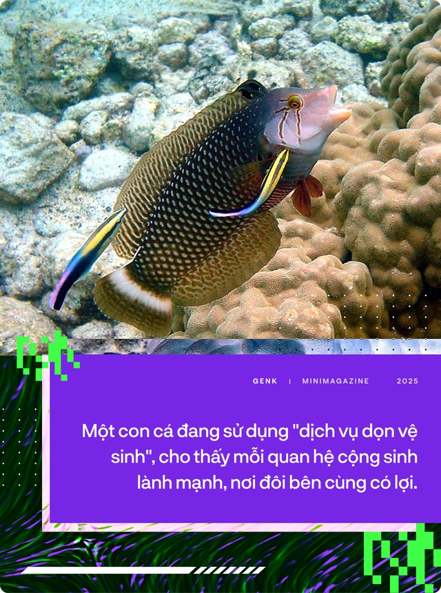 Các nhà sinh vật học gọi smartphone là loài ký sinh mới. Thế còn AI thì sao?- Ảnh 7.
