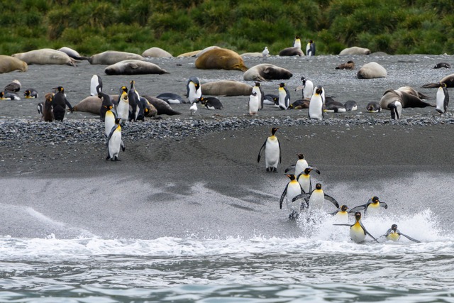 Tham vọng điên rồ đưa 69 chú chim cánh cụt đến Bắc Cực: Bi kịch diệt vong và bài học đắt giá về sự tôn trọng tự nhiên - Ảnh 3.
