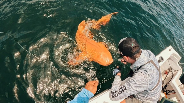 Cá mập vàng rực ngoài khơi Costa Rica khiến giới khoa học kinh ngạc về đột biến sắc tố hiếm gặp - Ảnh 4.