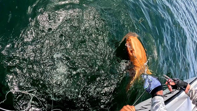 Cá mập vàng rực ngoài khơi Costa Rica khiến giới khoa học kinh ngạc về đột biến sắc tố hiếm gặp - Ảnh 1.