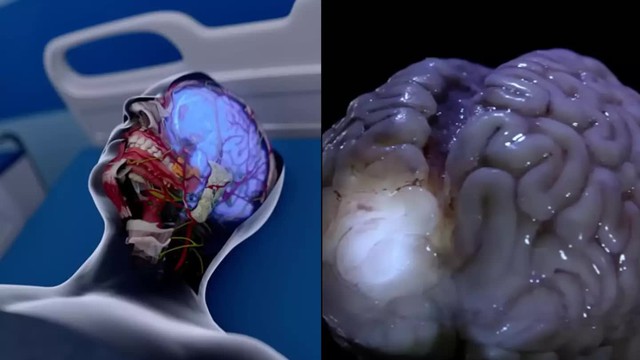 C&aacute;c nh&agrave; khoa học đặt lại c&acirc;u hỏi về ranh giới sinh tử: Con người trải qua điều g&igrave; trong s&aacute;u ph&uacute;t sau khi chết l&acirc;m s&agrave;ng? - Ảnh 1.