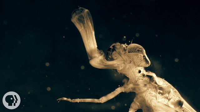 Một sinh vật lạ trông giống châu chấu đã xuất hiện trong bể cá và bơi cực nhanh, cư dân mạng cảnh báo nếu không bắt nhanh nó sẽ ăn hết cá - Ảnh 4.