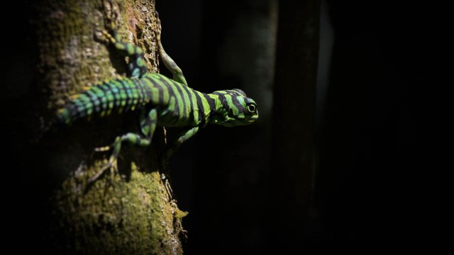 Phát hiện thằn lằn đuôi gai xanh hiếm gặp, màu sắc như đồ chơi khiến mạng xã hội dậy sóng - Ảnh 4.