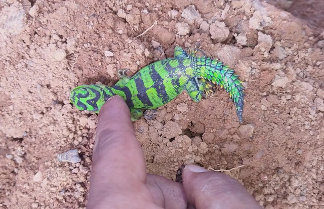 Phát hiện thằn lằn đuôi gai xanh hiếm gặp, màu sắc như đồ chơi khiến mạng xã hội dậy sóng - Ảnh 1.