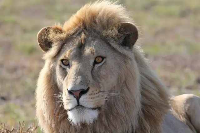 Tại sao m&egrave;o nh&agrave; sở hữu đ&ocirc;i tai nhọn th&iacute;nh nhạy trong khi ch&uacute;a sơn l&acirc;m lại mang đ&ocirc;i tai tr&ograve;n vo? - Ảnh 3.