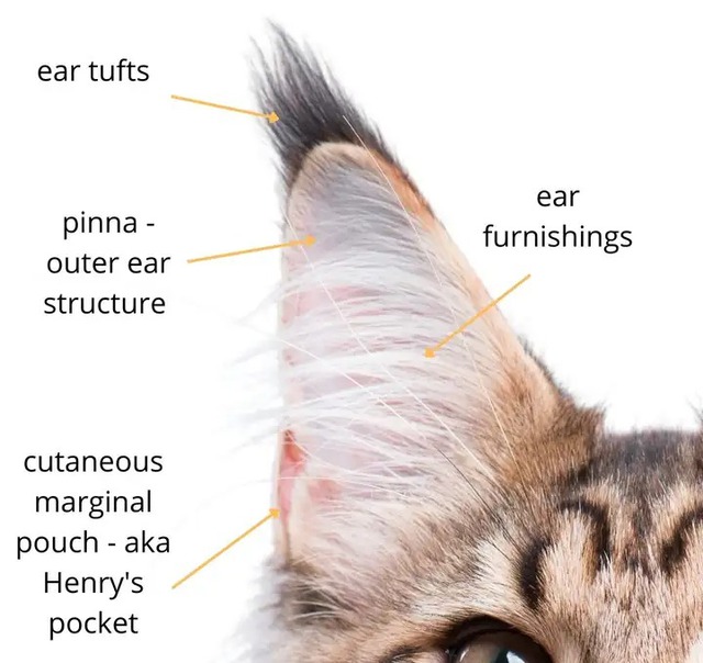 Tại sao m&egrave;o nh&agrave; sở hữu đ&ocirc;i tai nhọn th&iacute;nh nhạy trong khi ch&uacute;a sơn l&acirc;m lại mang đ&ocirc;i tai tr&ograve;n vo? - Ảnh 5.