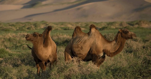 Lạc đ&agrave; hoang d&atilde; đ&atilde; tiến h&oacute;a để uống nước muối mặn hơn nước biển, th&aacute;ch thức mọi giới hạn sinh học - Ảnh 1.